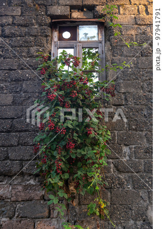An old wall and a blackberry bush growing on it 97941791