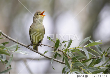 Icterine Warbler (Hippolais icterina) - Hoogland, the Netherlands Icterine Warbler (Hippolais icterina) - Hoogland, the Netherlands 97941864