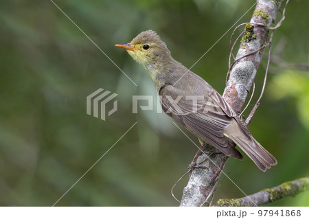 Icterine Warbler (Hippolais icterina) - Hoogland, the Netherlands Icterine Warbler (Hippolais icterina) - Hoogland, the Netherlands 97941868
