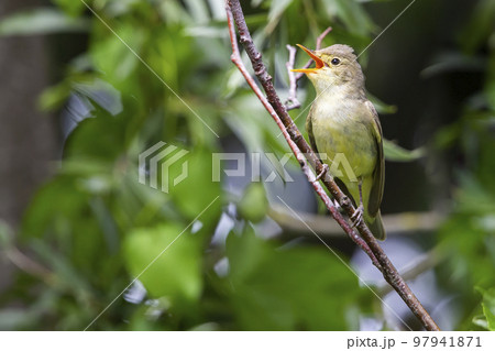 Icterine Warbler (Hippolais icterina) - Hoogland, the Netherlands Icterine Warbler (Hippolais icterina) - Hoogland, the Netherlands 97941871