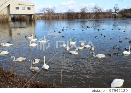 宮城県登米市迫町 伊豆沼の白鳥 宮城県登米市迫町 伊豆沼の白鳥 97942129