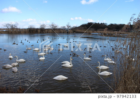 宮城県登米市迫町　伊豆沼の白鳥 97942133