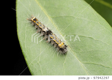 Caterpillar of four spotted footman,  Lithosia quadra, Satara, Maharashtra, India 97942297
