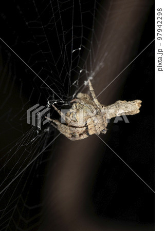 Closeup Tree stump spider,  Poltys columnaris, Satara, Maharashtra, India 97942298