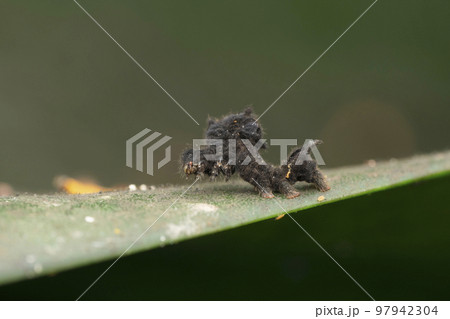 Hagmoth caterpillar, Phobetron pithecium, Satara, Maharashtra, India Hagmoth caterpillar, Phobetron pithecium, Satara, Maharashtra, India 97942304