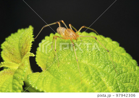 Orange Spitting spider,  Syctodes fusca, Satara, Maharashtra, India 97942306