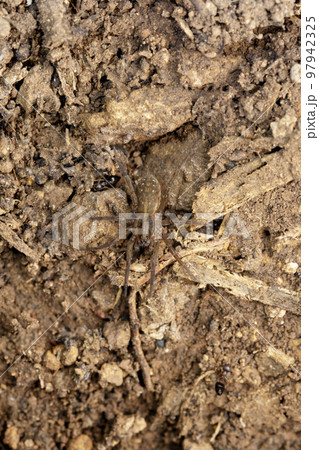 Ground wolf spider, Trochosa punctipes, Satara, Maharashtra, India Ground wolf spider, Trochosa punctipes, Satara, Maharashtra, India 97942325
