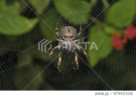 Ventral of Ball like orb weaver, Poltys spectabilis, Satara, Maharashtra, India Ventral of Ball like orb weaver, Poltys spectabilis, Satara, Maharashtra, India 97942338