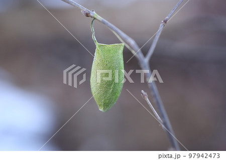 冬の山で見つけた、ウスタビガの繭 97942473