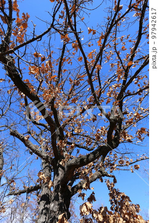 冬の山に立つ、カシワの大木 冬の山に立つ、カシワの大木 97942617