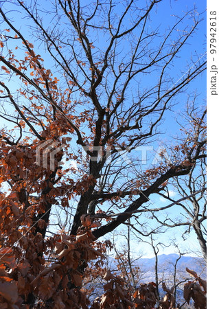 冬の山に立つ、カシワの大木 冬の山に立つ、カシワの大木 97942618