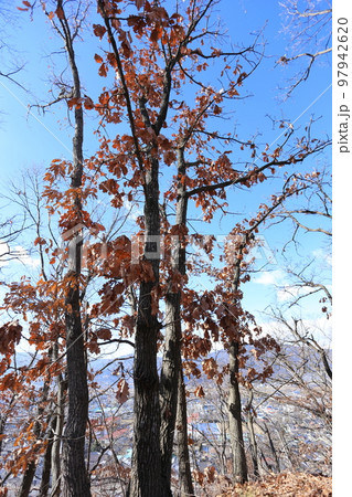冬の山に立つ、カシワの大木 97942620