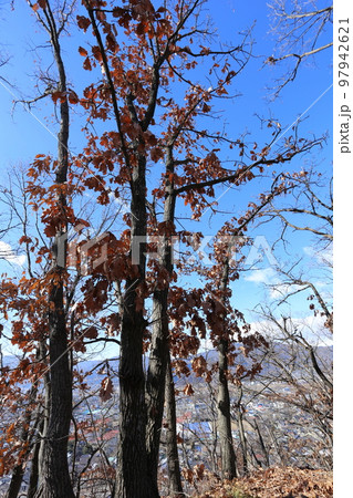 冬の山に立つ、カシワの大木 冬の山に立つ、カシワの大木 97942621
