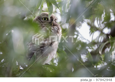 Juvenile Little owl (Athene noctua) in the Netherlands 97942948