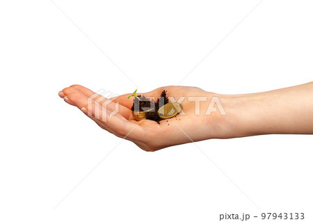 Seedlings grown on a coins stack in female palm 97943133