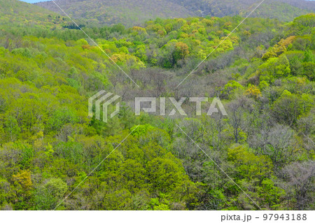 春の朝里川温泉の新緑風景 97943188