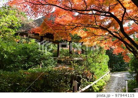 紅葉した京都市光悦寺参道の茅葺屋根 鐘楼 97944115