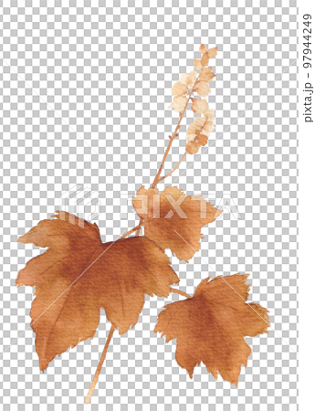 sepia catfish 97944249