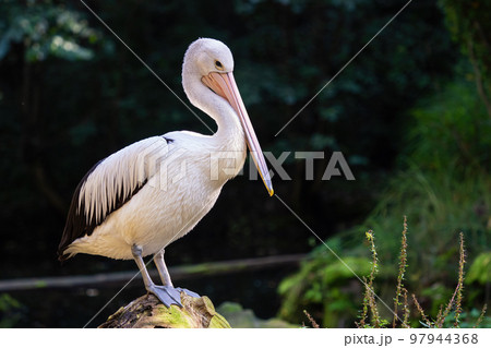 Australian Pelican - Pelecanus Conspicillatus on a tree trunk 97944368