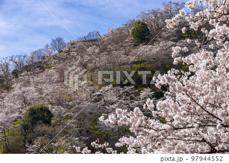 #三休公園 #みやすみ公園 #みやすみこうえん #春 #桜 #岡山県 #美咲町 #三休公園 #みやすみ公園 #みやすみこうえん #春 #桜 #岡山県 #美咲町 97944552