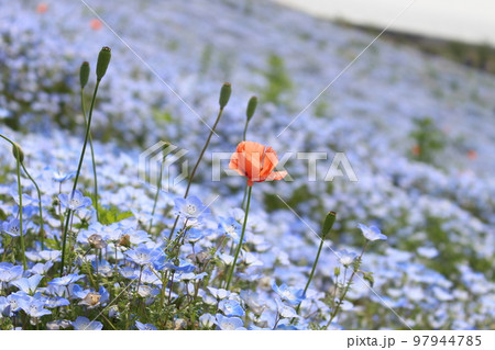 ネモフィラ畑に咲くオレンジの花 ネモフィラ畑に咲くオレンジの花 97944785