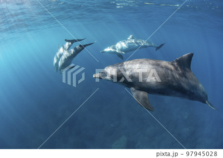 4頭の野生イルカ 97945028