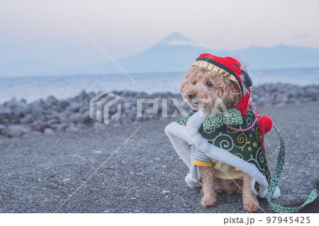 犬と富士山 犬と富士山 97945425