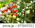 鉢植えミニトマト 97945551