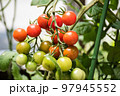 鉢植えミニトマト 97945552