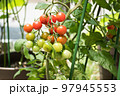 鉢植えミニトマト 97945553