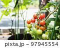 鉢植えミニトマト 97945554
