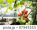 鉢植えミニトマト 97945555