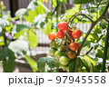 鉢植えミニトマト 97945558