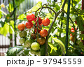 鉢植えミニトマト 97945559