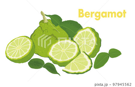 ベルガモットのイラスト・果実・柑橘系_02 97945562