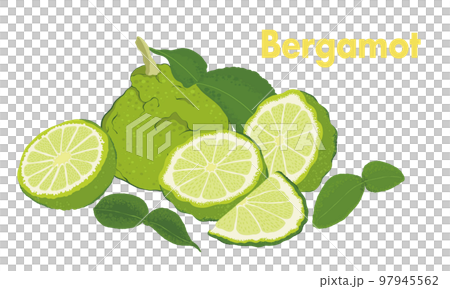 佛手柑插圖,水果,柑橘_02 佛手柑插圖,水果,柑橘_02 97945562