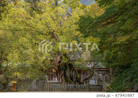 大山祇神社 97945997