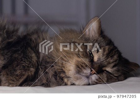Fluffy adult cat sleeps close-up. New year of the cat 2023. 97947205