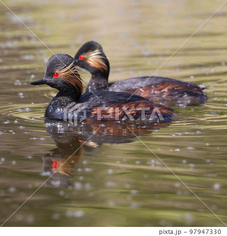 Two Black-necked grebe (Podiceps nigricollis) 97947330