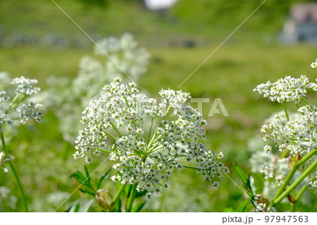 夏の立山に咲く高山植物の白色の花 夏の立山に咲く高山植物の白色の花 97947563