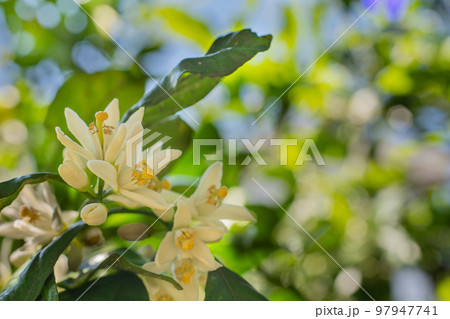 みかんの花 みかんの花 97947741