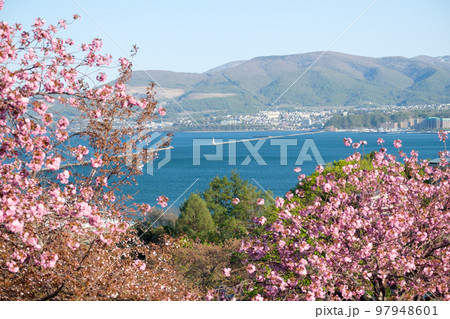 北海道　小樽港と桜の風景 97948601