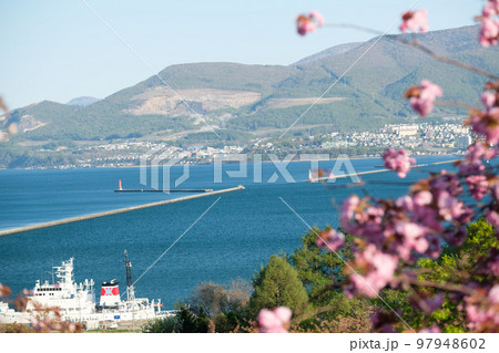 北海道　小樽港と桜の風景 97948602