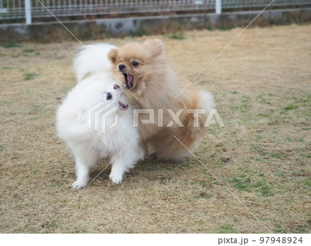 犬同士が仲良く戯れあって遊んでる 97948924