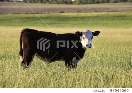 Cattle in Argentine countryside,La Pampa Province, Argentina. 97949069