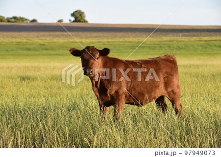 Cattle in Argentine countryside,La Pampa Province, Argentina. 97949073