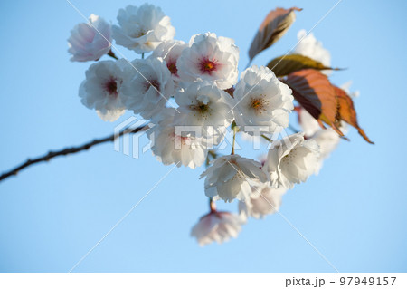 北海道 小樽の満開の桜 北海道 小樽の満開の桜 97949157