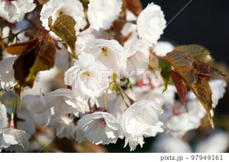 北海道 小樽の満開の桜 北海道 小樽の満開の桜 97949161