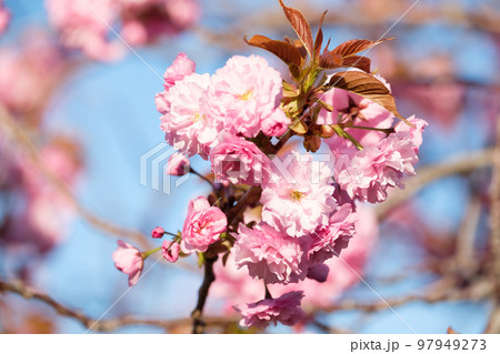 北海道　小樽の満開の桜 97949273