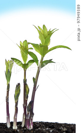 戦争と平和 イメージ（ fix撮影 ） 97949389